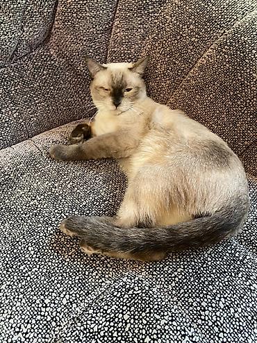 куда можно сдать кошку: Кошка даром: Сиамская, 1 год, Мальчик, Кастрирована, Приучена к лотку, Проглистована — 2