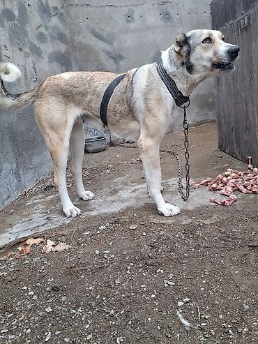 sazan baligi satisi: Qurdbasar, 3 il, Dişi, Peyvəndli, Ünvandan götürmə — 2