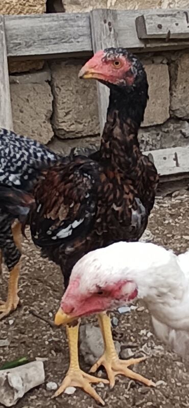 Toyuqlar: 4 aylıq heyratı bece xoruz satılır 40 manata catırılma yoxdur isdeyen