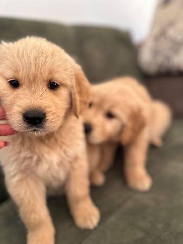 İtlər: Labrador-retriver, 1 ay, Erkek — 10