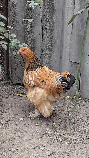 дикого: Продаю | Куры | Брама | Для разведения — 8