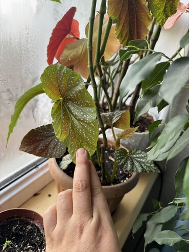 Другие комнатные растения: Гузмания абутилон оранжевый,каланхое розовый махровый,амазонская — 10