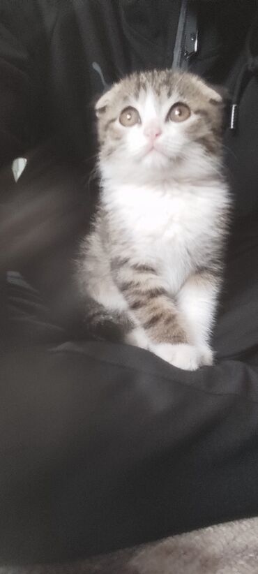 вислоухий котенок цена: Шотландский вислоухий котёнок - Порода: шотландская вислоухая