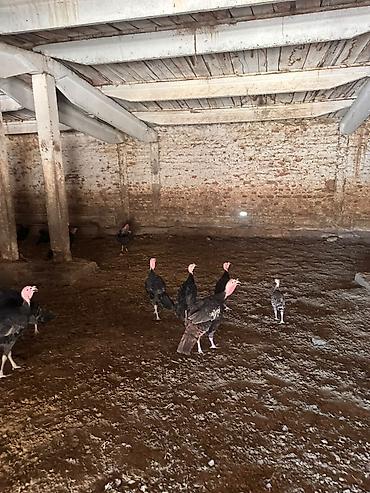 Индюки: Продаю | Индюшка (самка) | Бройлерная at lalafo.kg — 14 Индюки: Продаю | Индюшка (самка) | Бройлерная — 14