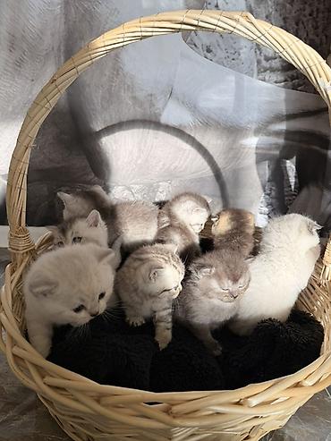 Pişiklər: Britan — 7