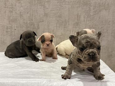 İtlər: Amerikan buldoqu, 1 ay, Peyvəndli, Ödənişli çatdırılma — 15