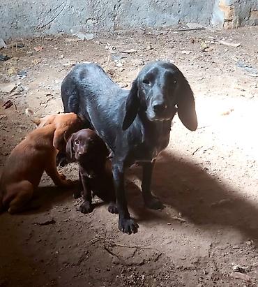 golden retriver it: Dişi, Peyvəndli — 1