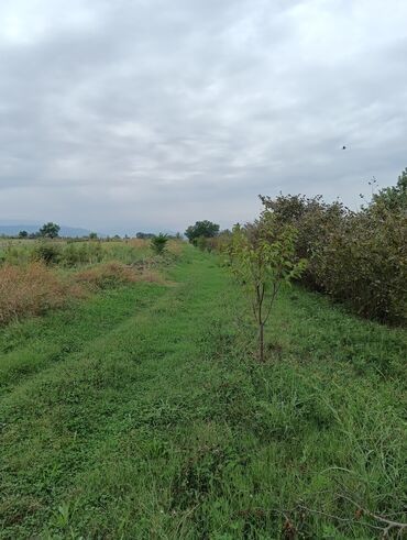 Ağaclar: Məhsul: Fındıq bağı və gilas bağı Təsvir: 1.20 Ha ərazidə 12illik — 11