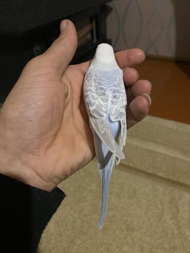 Tutuquşları: Valnis balaları satılır ətraflı məlumat üçün vasapa yazın Birdəki — 3