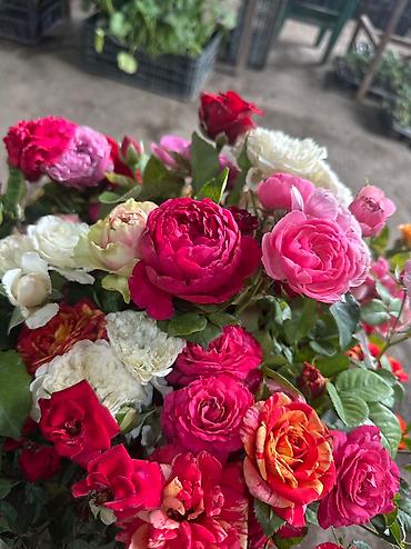 Другие садовые цветы и кустарники: Корни роз элитные сорта гарантия 100 % кустовые бардюрные спрей мини — 9