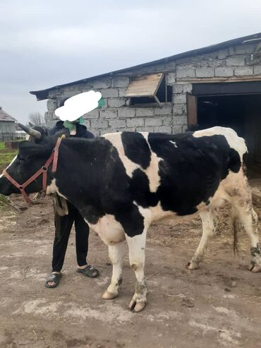 купить корову в бишкеке: Продаю | Корова (самка) | Голштин | Для молока
