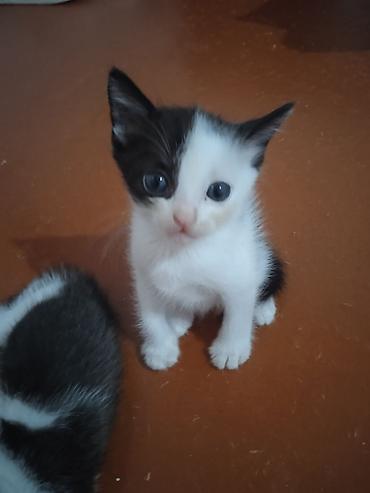 кот сфинкс: Котята, короткошёрстные, домашние. - Возраст: очень маленькие, уже — 4