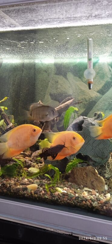 живые рыбы: На 433 литра!!!❤️ .Продается заводской аквариум Продается в полной