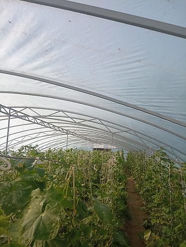 теплицы под ключ: Теплица туннельного типа 10×32 м, высота в коньке около 3 м — 7