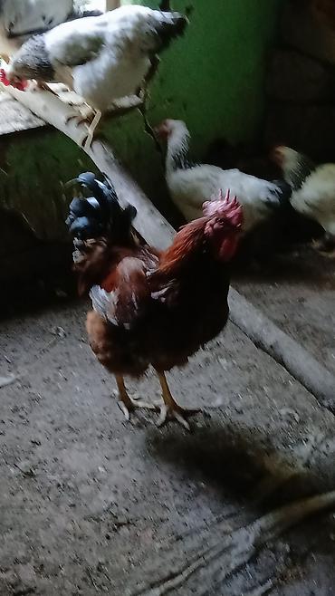 cucə və xoruz təmsil: Məhsul: Ev toyuqçuluğu üçün xoruz Təsvir: - Yerli təsərrüfatda — 1