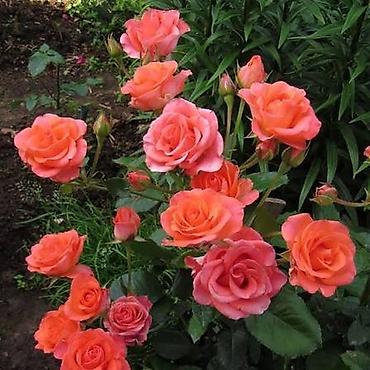 Роза: Роза цена договорная - Крупный махровый бутон классической формы — 7