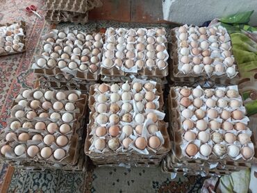 продаю жеребенок: Продаю | Инкубационные яйца | Для разведения