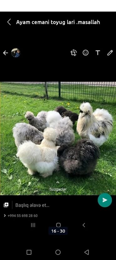 Toyuqlar: Toyuq, Damazlıq, Pulsuz çatdırılma -da lalafo.az — 22 Toyuqlar: Toyuq, Damazlıq, Pulsuz çatdırılma — 22