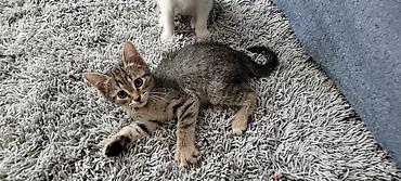 Продажа кошек: Отдам в добрые руки! Котята домашние. К лотку приучены, в еде не — 3