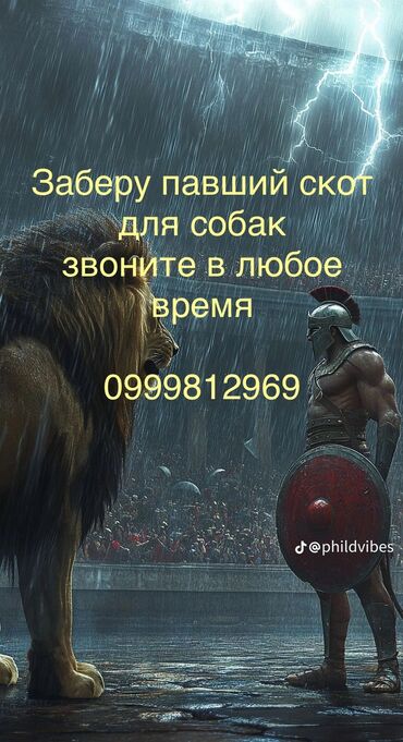 тоо суту: Алабай, 4 года, Самец, С прививкой