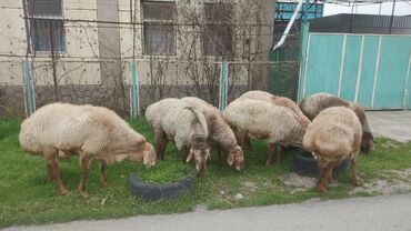 овцы гиссарской породы: Продаю | Баран (самец) | Гиссарская | Для разведения | Племенные