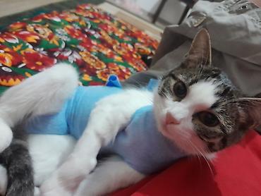 кошку: Кошка даром: Беспородная, 10 месяцев, Девочка, Кастрирована, Приучена к лотку — 9