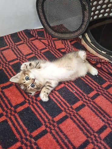 кошачий мята: Котята, домашний помет. -От золотой шиншиллы,очень красивые — 8