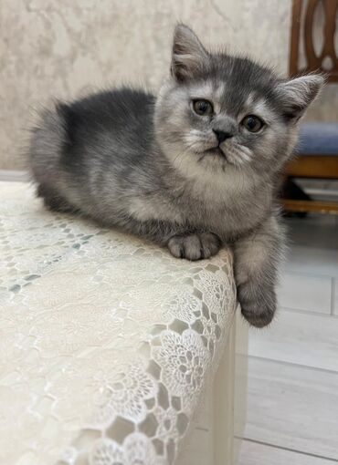 Pişiklər: Şinşilla, Dişi