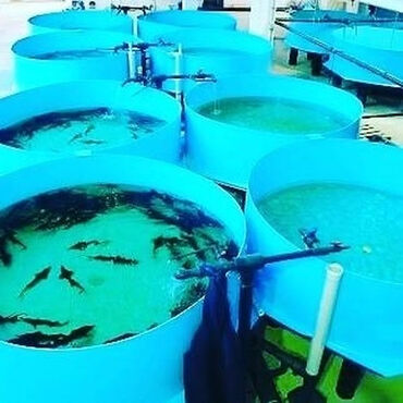 живая: Изготавливаем чаши бассейна для рыбы, емкости для установки замкнутого