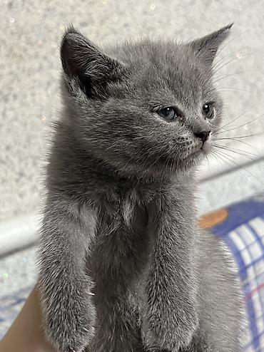мал кой: Британцы породистые котята
Котята приучены к лотку 🌸 — 8