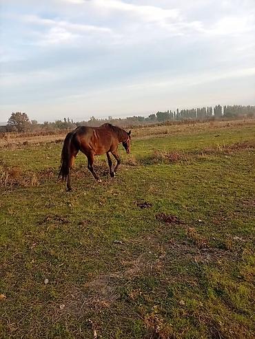 норка животное: Продаю | Кобыла (самка) | Рабочий — 9