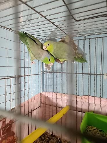 quş dami: Nerazluçnik ərkey dişi tam sağlam vatsap 055 840 28 10 unvan Yeni — 3