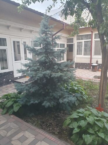 кафель цена бишкек: 🌲ПРОДАЖА🌲 💠В продаже имеется ель, длина которой составляет около 2