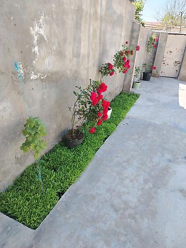 Mağaza səbətləri: Əmircanda 2 mərtəbəli ev satılır. - Sənəd: kupça mövcuddur. - Məkan — 4