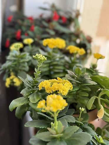 kalanxoe: Sarı çiçəklənən Kalanxoe (Kalanchoe blossfeldiana) – saksı bitkisi - — 3