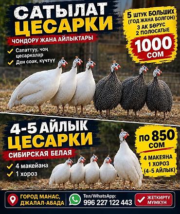 грызуны домашние: Продаются цесарки. - Порода: сибирская белая, а также полосатые. - — 1