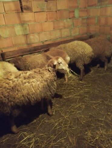 Quzu: 7disi 1erket 270 manat reyal alıcıya endirim olacaq .Fikri ciddi olan — 9