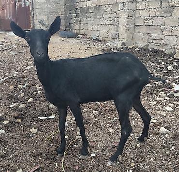 Mal-qara: Təcili satılır! Cinsi: Mursiya (Murciano-Granadina) Yaşı: Yaş yarım — 5