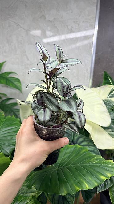 Монстеры: Детки Алоказии Полли по 200 Монстера адансони вариегатная (Monstera — 11