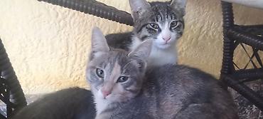 котята шотландцы: 6 месяцев, Мальчик, Метис — 2