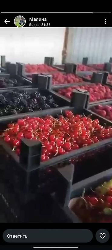 Ящики: Пластиковый Ящик — 13