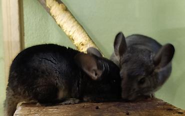 Шиншиллы: Шиншиллы домашнего разведения. 16 марта 2026 им исполняется 3 месяца — 7