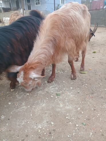 Keçi, çəpiş: Dişi, il: 1, 18 kq, Damazlıq — 7