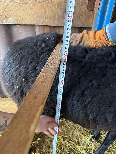 Баран, овца: Продаю | Овца (самка) | Для разведения — 13