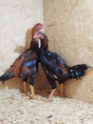 клеточное оборудование для кур несушек: Дакан жожо короздор сатылат активный алмашу жолдору бар жемге жугоруго