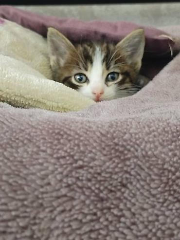 Продажа кошек: Отдам в добрые руки 💚 Котята домашние, кратко шерстяные, здоровые — 3