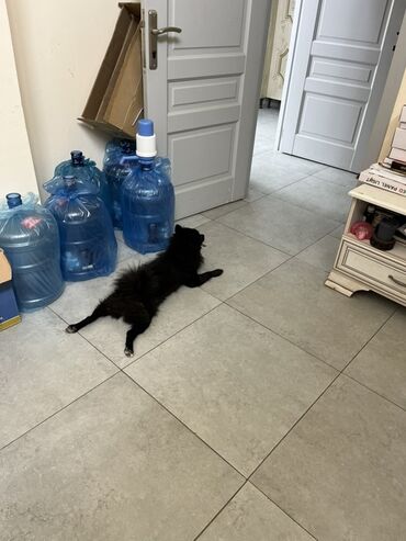 İtlər: Şpitz -da lalafo.az — 11 İtlər: Şpitz — 11