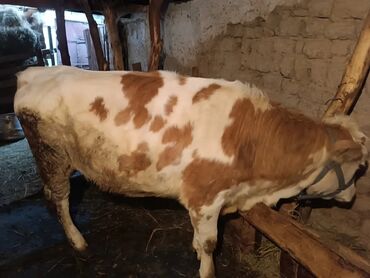 продажа коров: Сатам | Кунаажын | Швиц | Көбөйтүү үчүн
