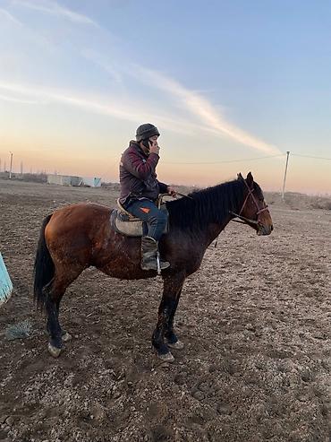 Другие животные: 4 асый . рост 165 улагы бар, казан улак жана жер улак — 5