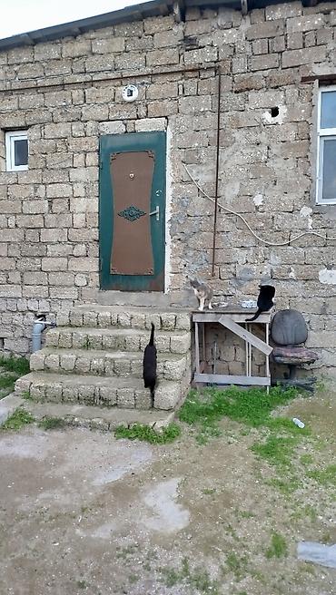 hövsanda kiraye ev: Otaq yoldawi axtariram. Men qadinam iki oglum var ( 6-4 yaw). Menimle — 1